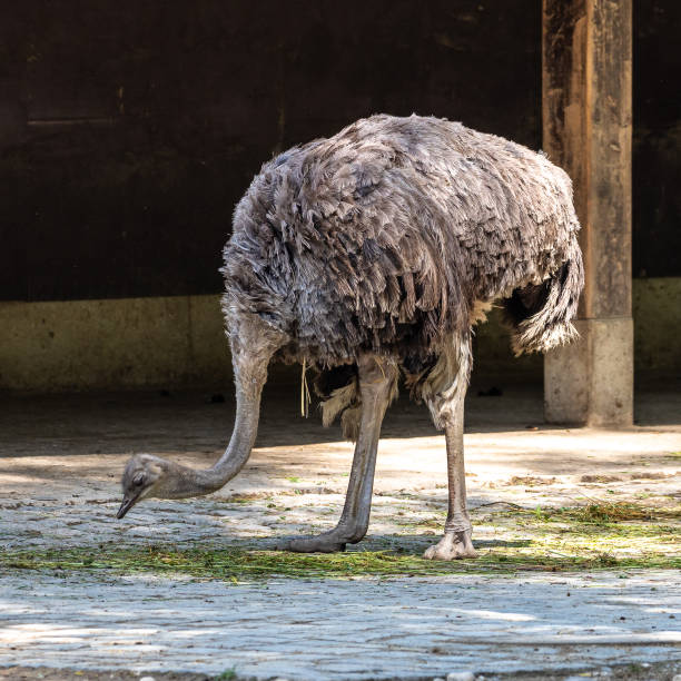 istock The common ostrich, Struthio camelus, or simply ostrich 1369738699