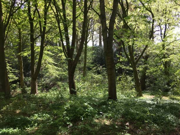 istock Leeds Gardens and parks 1369738861