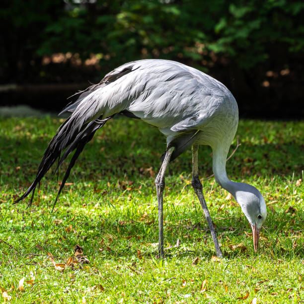 istock The Blue Crane, Grus paradisea, is an endangered bird 1369739127