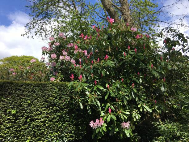 istock Leeds Gardens and parks 1369739167