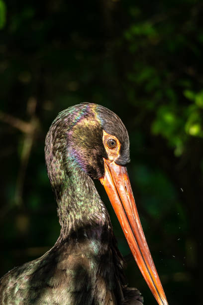 istock Black stork, Ciconia nigra in a german nature park 1369739301