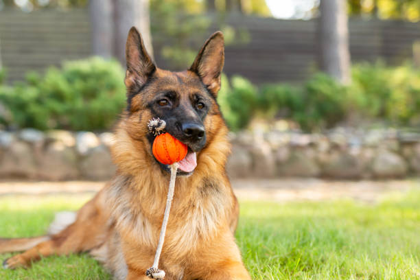 istock German shepherd dog playing with an orange ball in its mouth. 1369739937