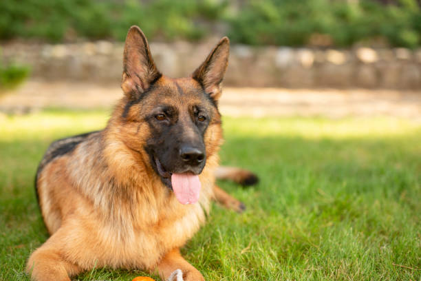 ジャーマン・シェパードの肖像。公園で純血種の犬。 - german sheppard ストックフォトと画像