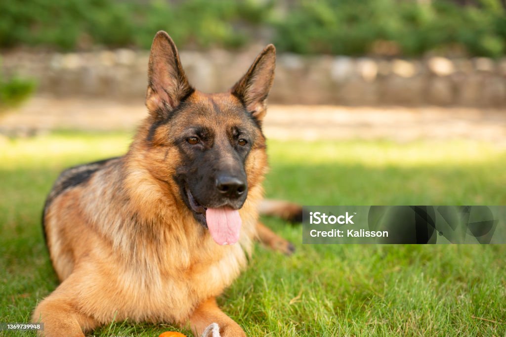 Portrait of a German shepherd. Purebred dog in park. Portrait of a German shepherd dog in a garden. Purebred dog lying on the grass in the yard in summer. German Shepherd Stock Photo