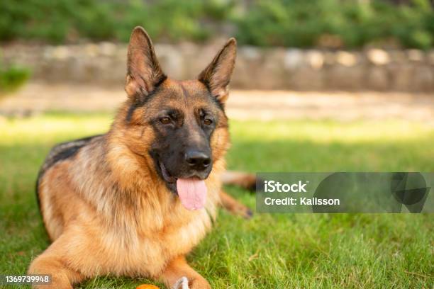 Portrait Of A German Shepherd Purebred Dog In Park Stock Photo - Download Image Now