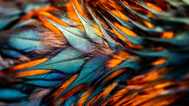 istock Rooster feathers. Indian rooster bright color feathers. 1369740131