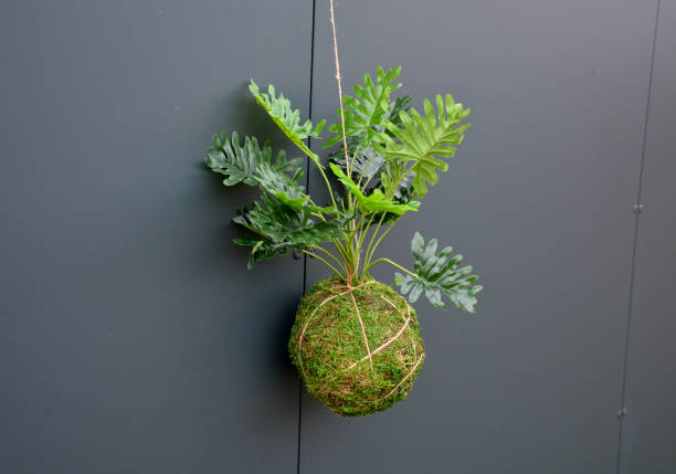 mummified moss glued to a ball of substrate. A tropical plant is planted in the ball to hang from the ceiling down. decorative arrangement originating from Japanese culture mummified moss glued to a ball of substrate. A tropical plant is planted in the ball to hang from the ceiling down. decorative arrangement originating from Japanese culture, thaumatophyllum, kokedama, alcicorne, elkhorn fern, kokedamas, xanadu hanging moss stock pictures, royalty-free photos & images