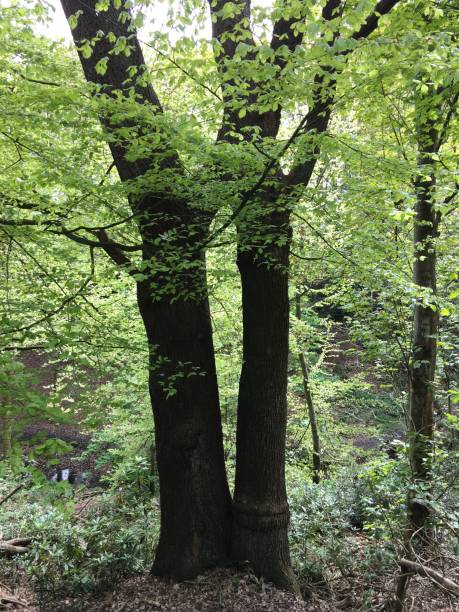 istock Leeds Gardens and parks 1369742665