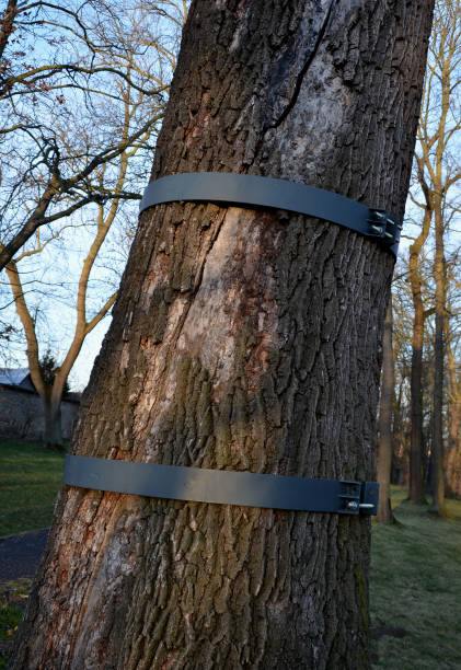 el tronco de roble agrietado longitudinalmente es reparado por un arborista utilizando un aro de metal atornillado alrededor del torso. el árbol fue alcanzado por un rayo y murió. sin embargo, es memorable - tree broken branch dividing fotografías e imágenes de stock