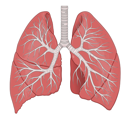Human lungs and bronchus anatomy medical vector illustration.