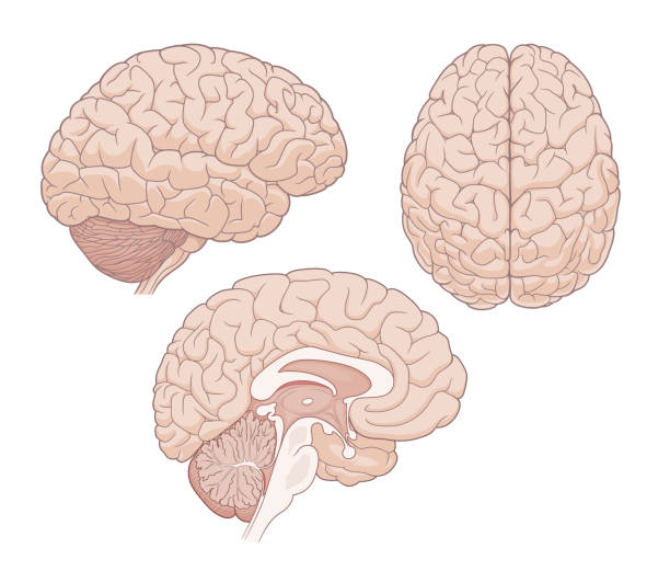 ilustraciones, imágenes clip art, dibujos animados e iconos de stock de ilustración médica de anatomía cerebral - cross section illustrations