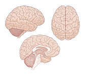 istock Brain anatomy medical illustration 1369743159