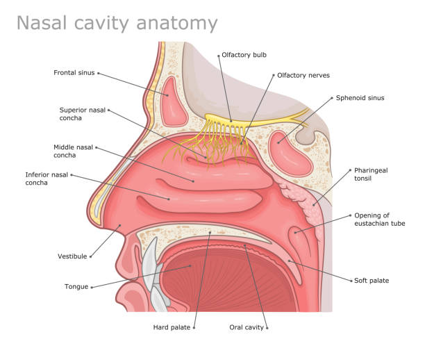 Nasal cavity diagram Human nasal cavity anatomy medical vector illustration. human nose stock illustrations