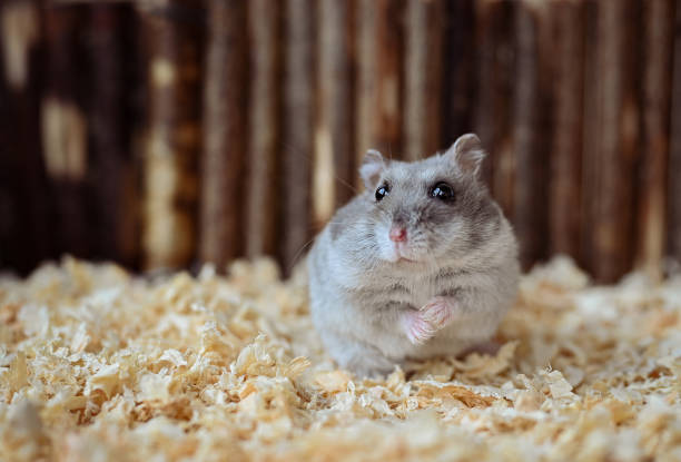 Photo of gray hamster sits in sawdust. portrait of hamster in sawdust with soft focus and place for text