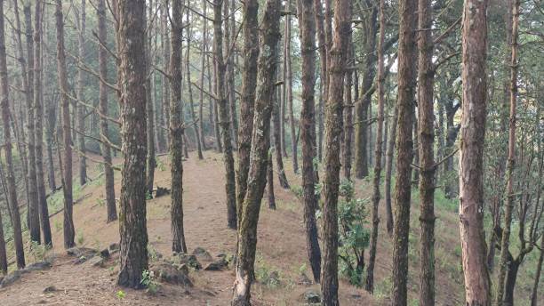 istock Photo of forest. Nature background. 1369744119
