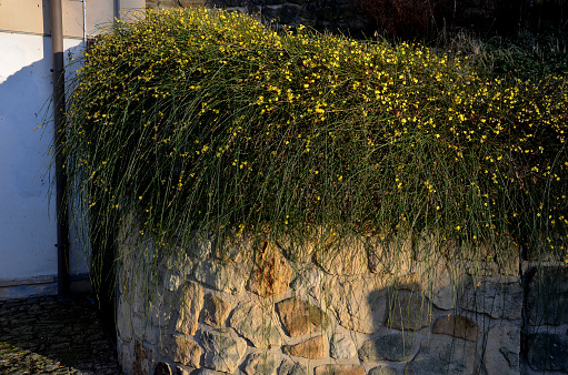 the broom-growing shrub cannot do without support. If it is not tied to a support, it grows recumbently. It blooms before foliage with yellow flowers. Flowering time is approximately from December  , jasminum, nudiflorum, overhaging