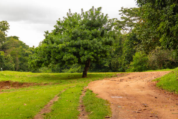 Goiânia, Goias, Brazil – January 30, 2022: A view of the very green and wooded Botanical Garden in the city of Goiânia in Goiás.