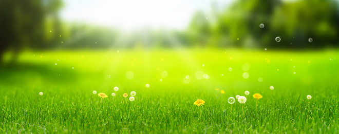 sunshine on beautiful idyllic summer or springtime meadow with dandelion and blowball flowers in foreground, blurred idyllic summer meadow background with pollen dust, concept with copy space