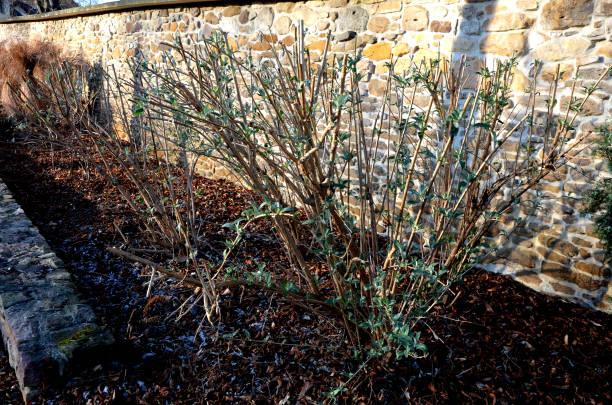 bushes in the spring after a hedge trimmer in the yard with a stone sandstone wall. is already sprouting new leaves of Butterfly Bush bushes in the spring after a hedge trimmer in the yard with a stone sandstone wall. is already sprouting new leaves of Butterfly Bush, buddleia davidii, swallowtail cutter insect repellant stock pictures, royalty-free photos & images