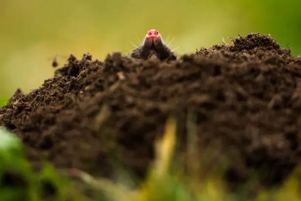 Mole crawling out of molehill
