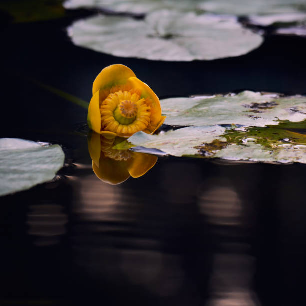 Yellow river summer flower lies on dark water and is reflected between glare and leaves.
