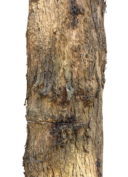 istock Trunk of a Tree Isolated On White Background 1369747627