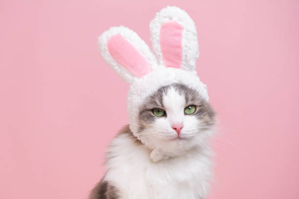 süßes kätzchen schaut in einem hasenkostüm in die kamera. die katze sitzt auf einem rosa hintergrund und trägt einen süßen hut mit hasenohren. happy easter konzept - hasenohren kostümierung stock-fotos und bilder