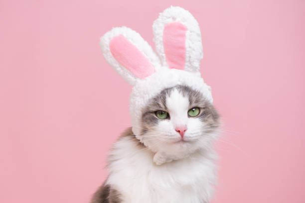 귀여운 키티는 토끼 의상을 입고 카메라를 바라본다. 고양이는 토끼 귀가있는 귀여운 모자를 쓰고 분홍색 배경에 앉아 있습니다. 해피 부활절 컨셉 - rabbit easter easter bunny animal 뉴스 사진 이미지