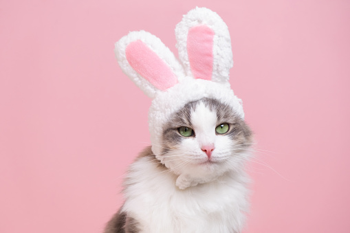 Cute kitty looks at the camera in a bunny costume. The cat is sitting on a pink background wearing a cute hat with bunny ears. Happy Easter concept