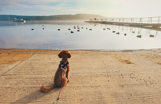 A cute cavapoo puppy next to a lake.