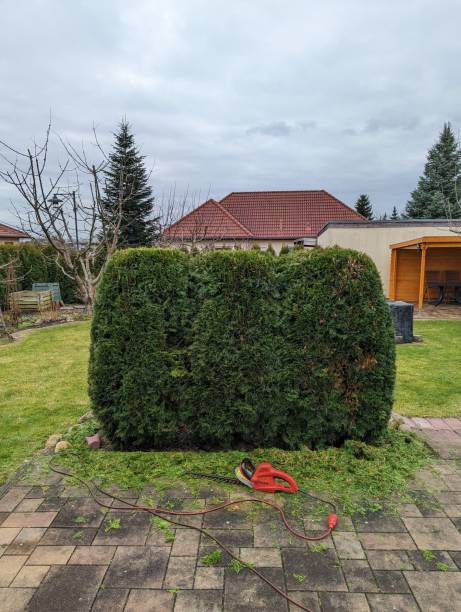 istock Cut the thujas in the garden. 1369748877