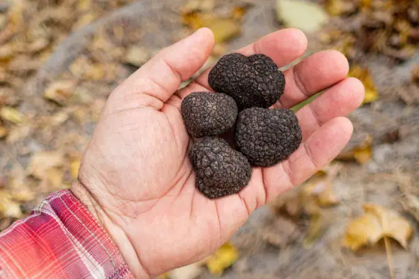 Photo of Black winter truffle mushroom in man's hand. Nature background.