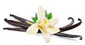 Tender vanilla flower and dry vanilla beans isolated on white background.