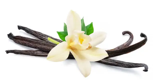 Photo of Tender vanilla flower and dry vanilla beans isolated on white background.