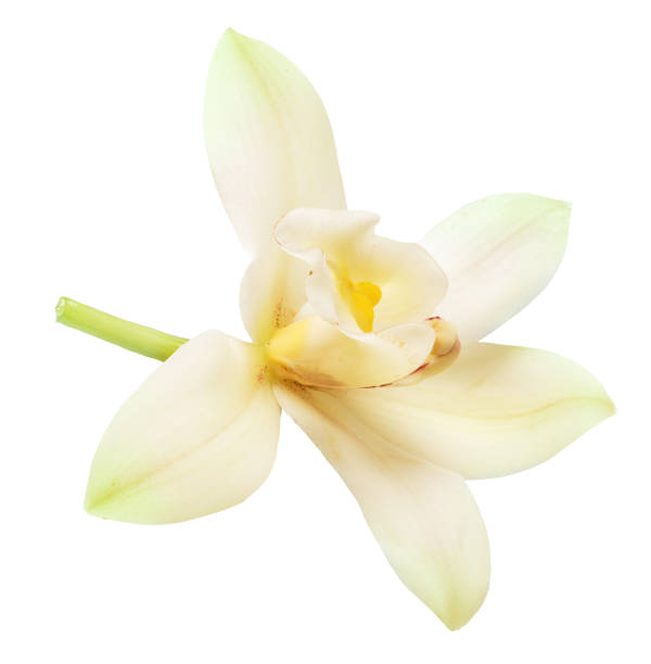 istock Tender vanilla flower isolated on white background. File contains clipping path. 1369750149