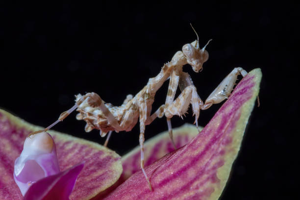 istock A macro close up of a Spiny Thistle Praying Mantis 1369750281