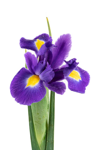 istock Beautiful Blue English Iris (Iridaceae Iris latifolia) isolated on white background 1369750638