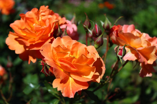 istock red rose in the garden 1369752080
