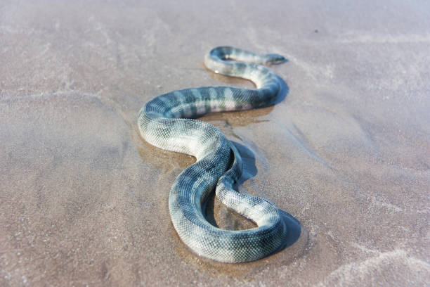 istock Beaked sea snake (Enhydrina schistosa) on the sand. 1369753891