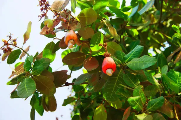 Cashew nuts grow on a tree branch