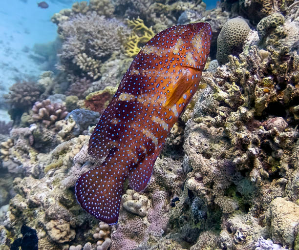 istock A Gabriella's Grouper (Epinephelus gabriellae) in the Red Sea, Egypt 1369753995