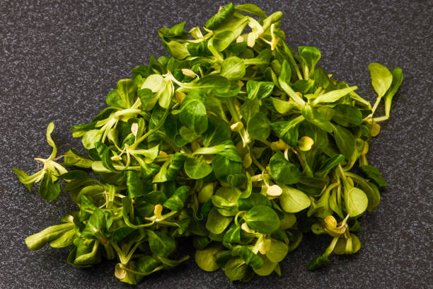 istock valerian salad on a table. vegan food. 1369754178