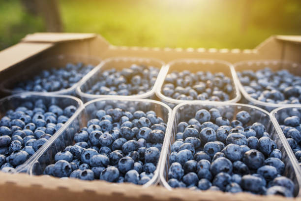 Box or crate with collected fresh blueberries. Berries agriculture business