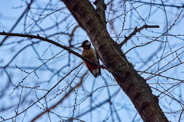 Great Spotted Woodpecker on tree trunk