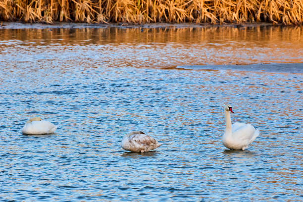 The white swan swimming