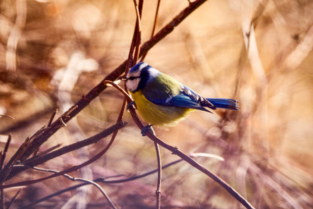 istock Cute Eurasian blue tit (Cyanistes caeruleus) perched on a branch 1369755550