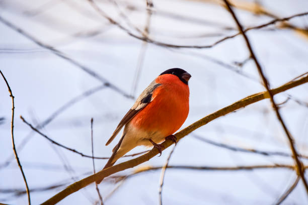 Small birds such as Blue Tit, Great Tit, Domherre, Chaffinch, Common Tern, Robin, Gray Tit, Yellow Tit, Yellow Tit, Blackbird, Blackbird and more. Smaller birds that live freely in nature in the southern parts of Sweden.