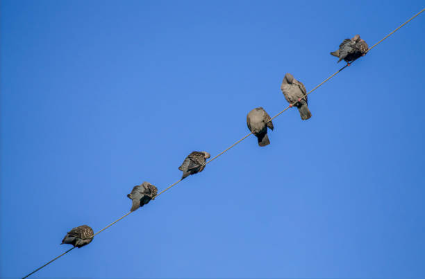 istock six pigeons perched diagonally on a wire in various poses over clear blue sky 1369755640