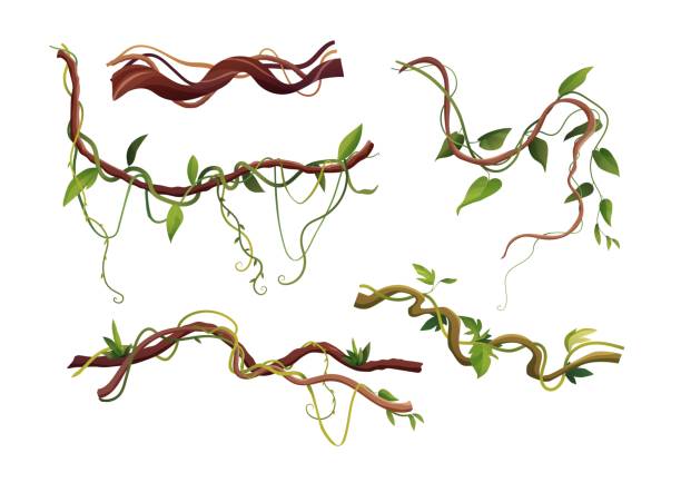 Liana or vine winding branches with tropic leaves background. Jungle tropical climbing plants. Cartoon vector illustration. liana stock illustrations