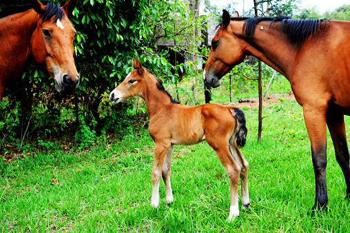 A mare horse with her foal in a green field